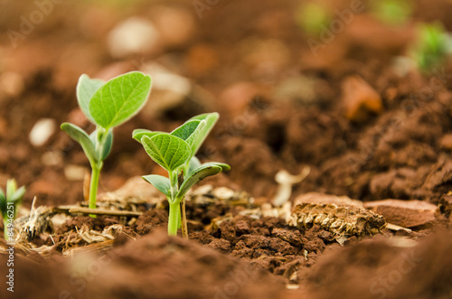 Fotografía Soy seedlings springing up from the plantation soil