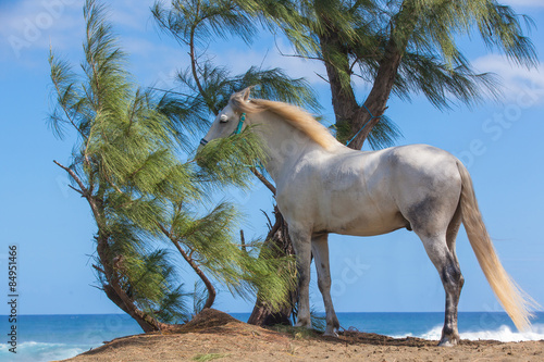 Naklejka dekoracyjna cheval blanc sous filaos, plage de l'Etang-Salé, Réunion