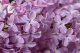 Fototapeta Kwiaty - macro photo of purple lilac flowers