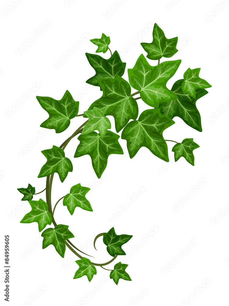 Vector green ivy branch isolated on a white background. - obrazy, fototapety, plakaty 