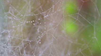 Dew on a spider web