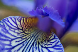 iris sibirica in bloom, macro shot