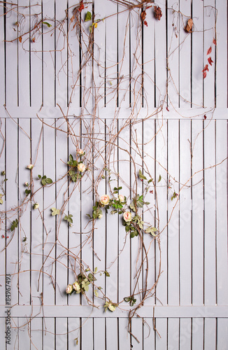 Fototapeta na wymiar White wooden fence twined with roses