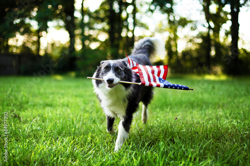 Fotografie, Tablou Happy dog playing outside and carrying the American flag