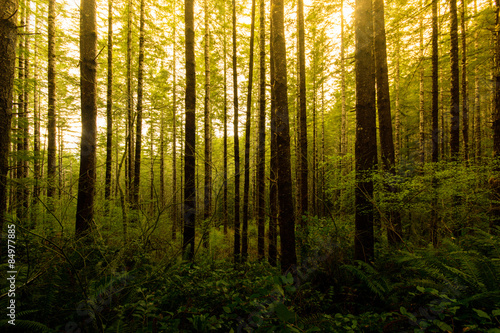 Fotografiet Line of lush green trees standing along a trail in Drift Creek Falls, Oregon