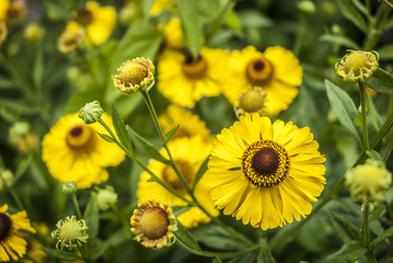 Helenium Flowers