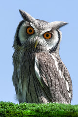 Poster - white faced scops owl bird portrait looking down directly at the camera against a blue sky background
