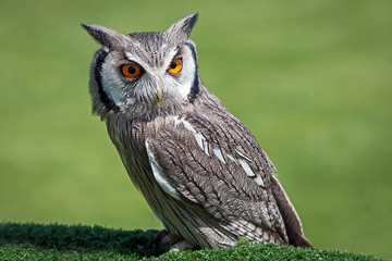 Wall Mural - white faced scops owl bird portrait looking down to right against a natural green background
