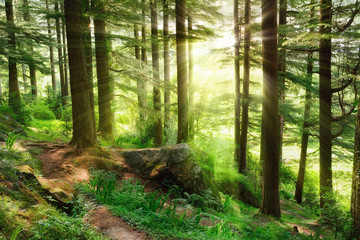 Wall Mural - Sunrays falling into a vibrant green forest