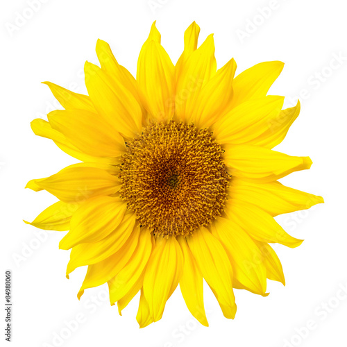 Gorgeous sunflower on white