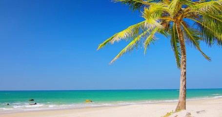 Wall Mural - Exotic background of sea coast on tropical island with lonely green palmtree