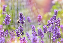 Bee - Honeybee On Lavender Flower