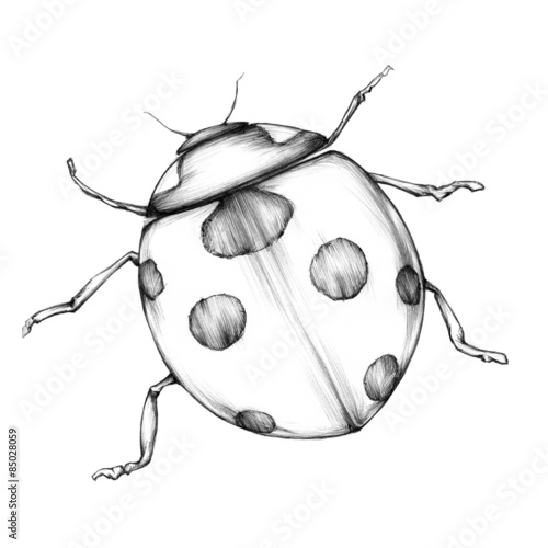 Illustration eines Marienkäfers: comprar esta ilustración de stock y