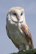 Full Length Perched Portrait Of A Female Barn Owl Looking To The Right
