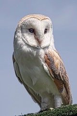 Aufkleber - Full length perched portrait of a female barn owl looking to the right
