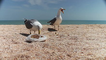 Gulls On The Beach Flock Together For Food, Shouting At Each