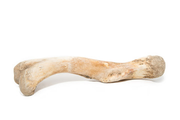 Bone on white background