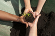 © anjokan - different hands holding seedling with earth