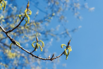 Wall Mural - Spring Branch