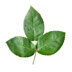 Sticker - Isolated Green Leaves