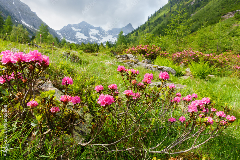 alpejskie-roze-w-wysokich-gorach-latem