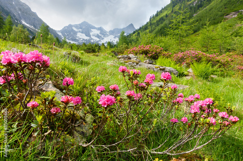 Nowoczesny obraz na płótnie Alpenrosen im sommerlichen Hochgebirge