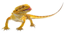 Bearded Dragon - Pogona Vitticeps On A White Background