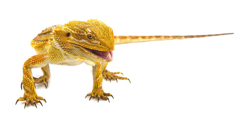 Wall Mural - Bearded dragon - Pogona vitticeps on a white background