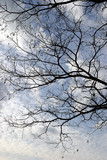 Fototapeta Storczyk - Gałęzie na tle błękitnego nieba