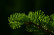 Pine tree branch of fir needles isolated at black background