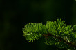 Pine tree branch of fir needles isolated at black background