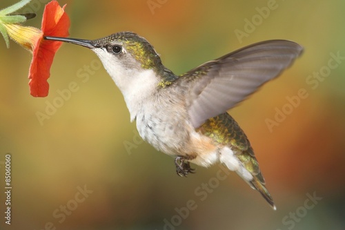 Naklejka samoprzylepna Rubinowy koliber (archilochus colubris)