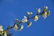 Branch of cherry tree in bloom on background of blue sky