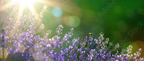 art-summer-or-spring-beautiful-garden-with-lavender-flowers
