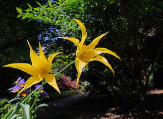 Wall Mural - Yellow flowers