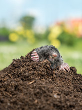 Mole In Molehill
