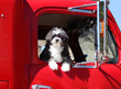 A small black and white dog in a big red truck.