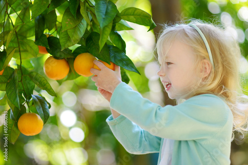 Fotomural Adorable little girl picking fresh ripe oranges