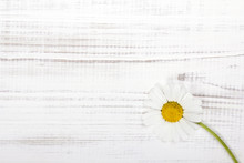 Daisy Flower On White Wooden Background
