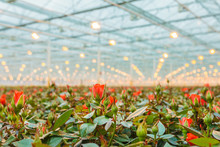 Red Roses Growing Inside A Greenhouse