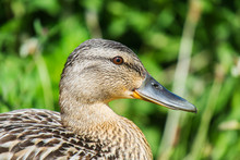 Female Mallard Duck Close Up Of Head In Profile