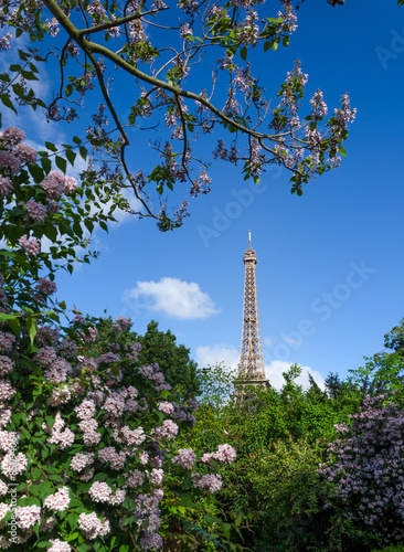 Photo Eiffel Tower and colorful blossoming trees, Paris