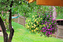 Flower Pot With Colorful Petunia Hanging In Backyard
