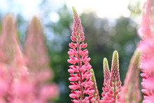 Pink Lupins Or Lupinus