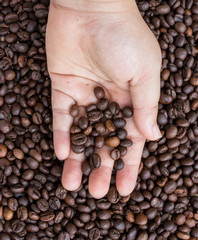 Wall Mural - Close up of roasted coffee beans in human hands