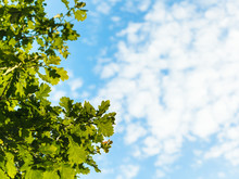 Sunlit Green Oak Leaves And Blue Sky