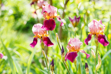 Canvas Print - tall bearded iris flowers on lawn