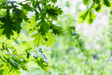 Wall Mural - green oak leaves in summer rainy day