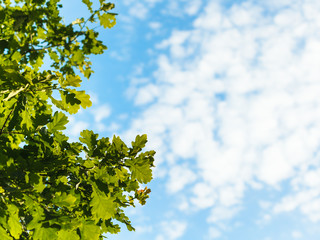 Wall Mural - sunlit green oak leaves and blue sky