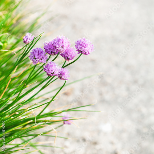 Fototapeta na wymiar pink chives flowers close up on edge of pathway